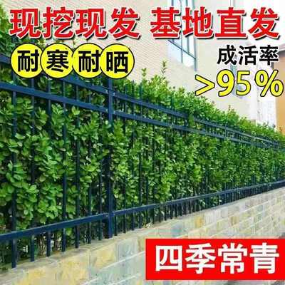 批发北海道黄杨直立冬青大叶围墙篱笆苗四季常青耐寒庭院绿篱树苗