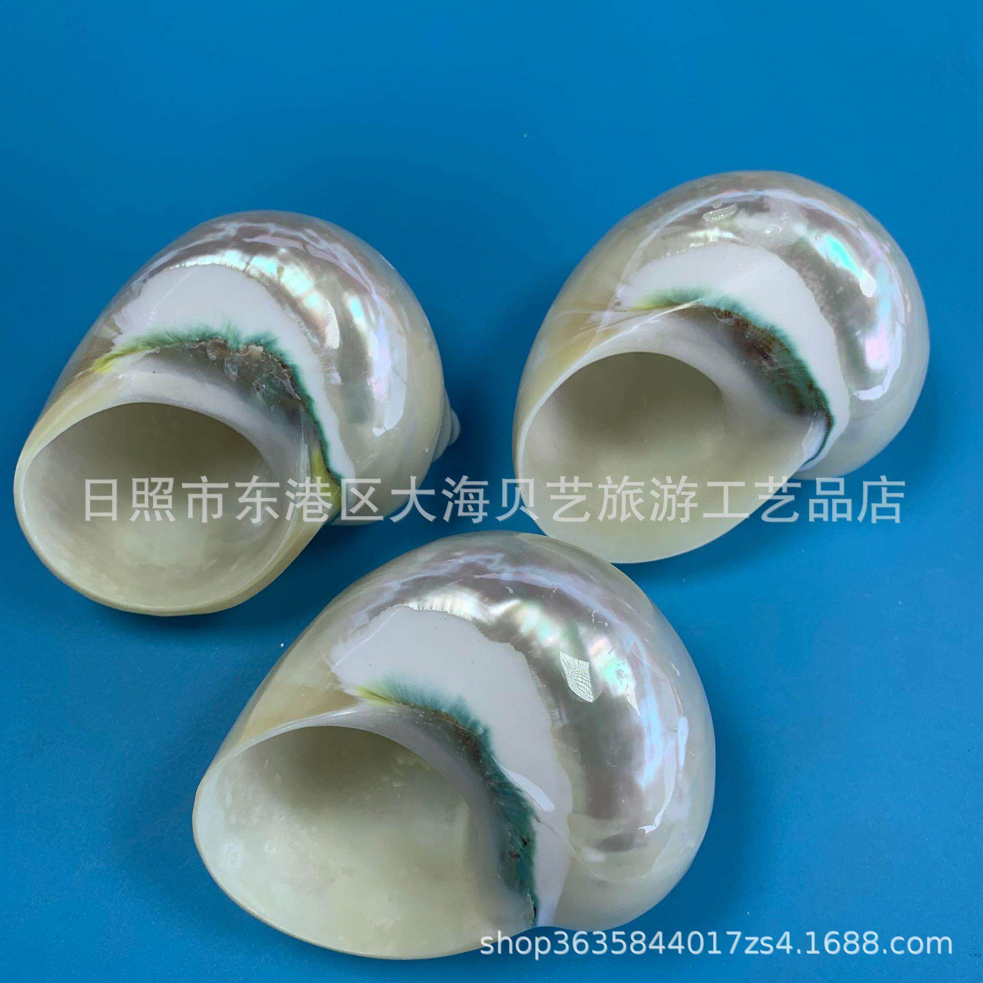 新款直销夜光蝾螺天然海螺贝壳鱼缸造景装饰收藏寄居蟹替换壳
