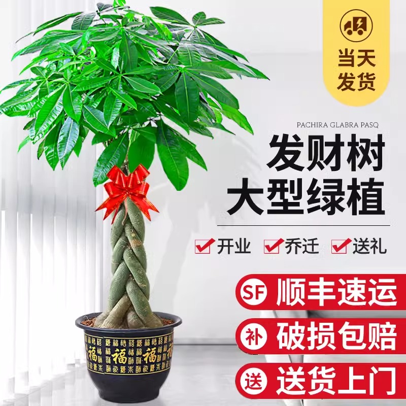 发财树盆栽大棵室内摆客厅大型步步高招财树绿植物办公室乔迁开业
