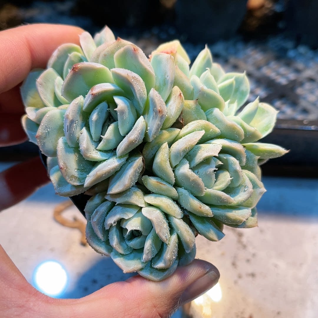 8多肉38包邮雅典娜7