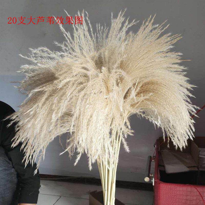 大芦苇干花花束浮尘花居家摆设拍摄道具婚庆现场布置干蒲苇永生花