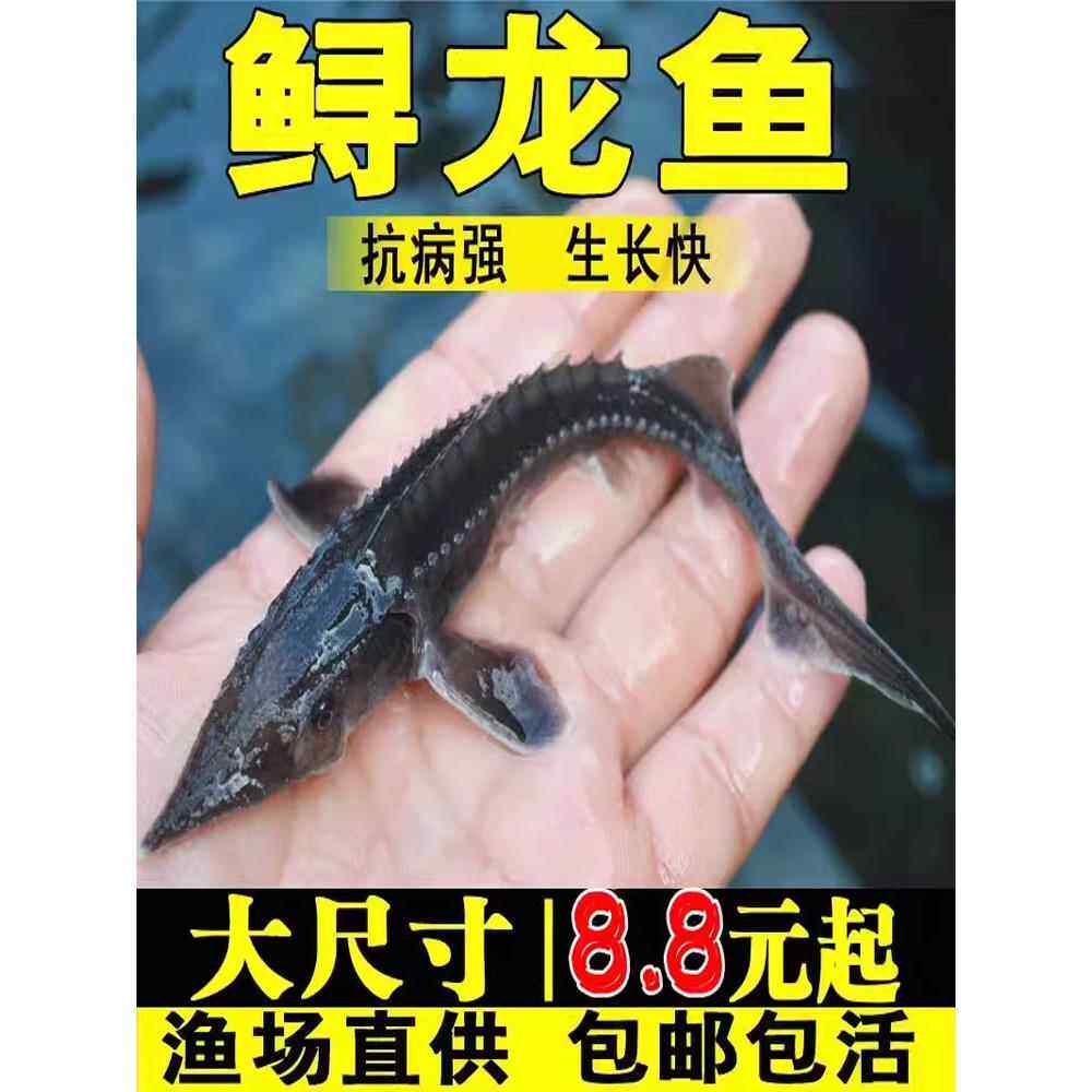 鲟龙鱼苗淡水养殖鱼缸鱼塘中华观赏鱼活体尖嘴鲟大型冷水鱼鲟鱼苗