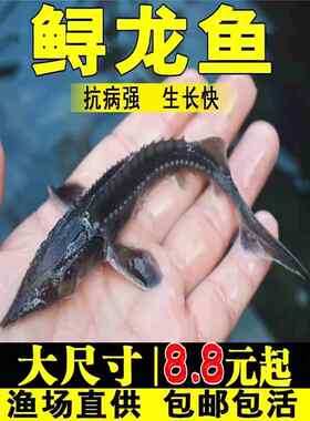 鲟龙鱼苗淡水养殖鱼缸鱼塘中华观赏鱼活体尖嘴鲟大型冷水鱼鲟鱼苗