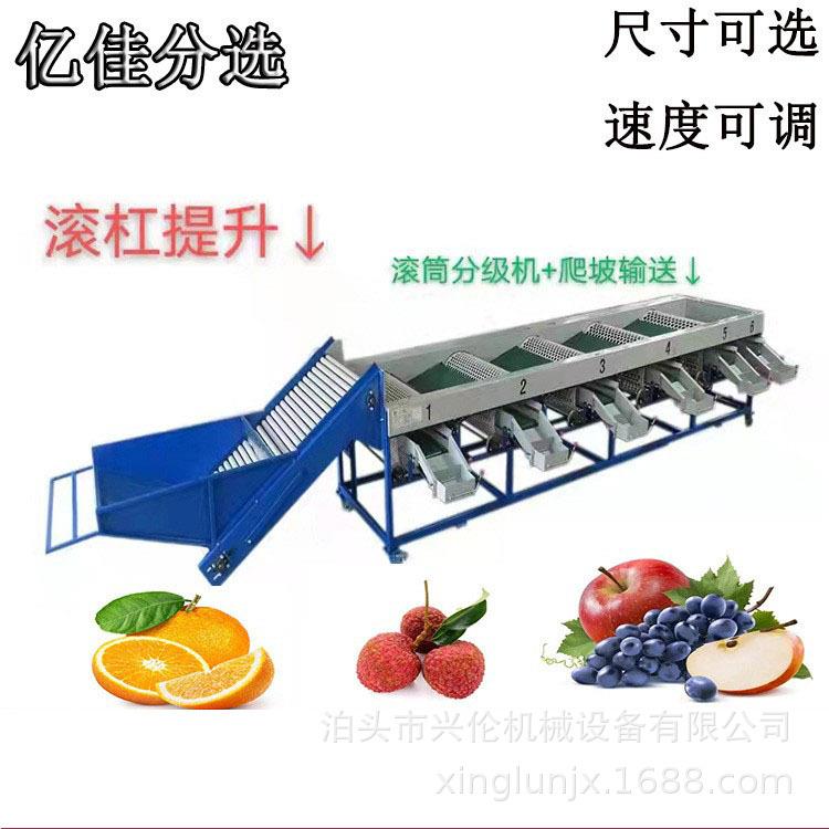 分级机 柿子大蒜柑橘分拣机 蛋黄果椪柑选果机 滚桶式水果分选机