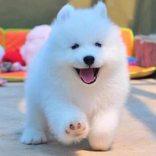 纯种萨摩耶幼犬活体纯白色雪橇犬萨摩耶中型家养微笑天使宠物狗狗