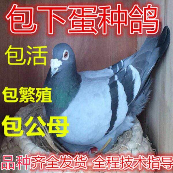 鸽子活一对原配信鸽赛鸽血统鸽成绩鸽小鸽种鸽活物鸽子幼鸽包活体