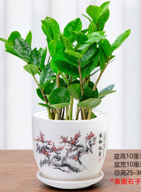 金钱树办公室盆栽成品组合盆栽