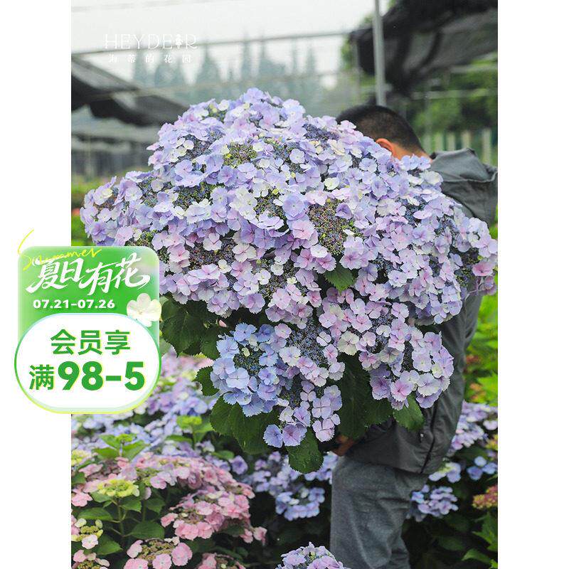 新疆包邮海蒂的花园 姬小町大花绣球丰花易开 花阳台庭院栽种盆栽