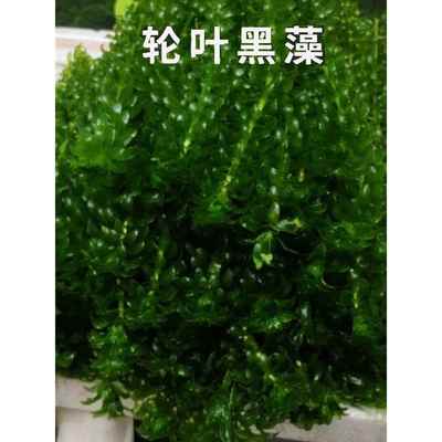 新鲜轮叶黑藻水草真植物鱼缸懒人净化水质池塘增氧学校做实验观察