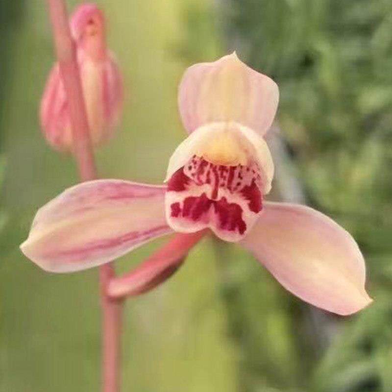 红花建兰花仙子红水仙兰花浓香型壮苗阳台茶室书房客厅植物盆栽