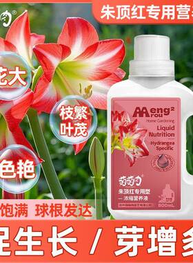 朱顶红专用营养液防黄叶烂根快速补充营养叶片油亮强根健苗专用液