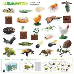 植源头厂家装484仿真植物蝴蝶蜜蜂青期蛙模型动物成长周收纳盒套