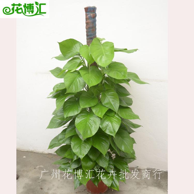 基地直销家居吊大盆栽内办公1.4#室室植物租赁常盆栽绿植大用叶兰