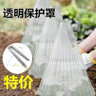 育苗保护罩透明钟罩可重复使用温室大棚免受鸟类霜冻伤害加厚