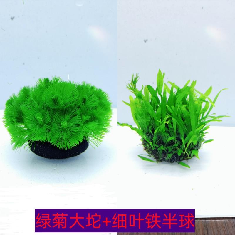 水草水草无需其它水族用具设备