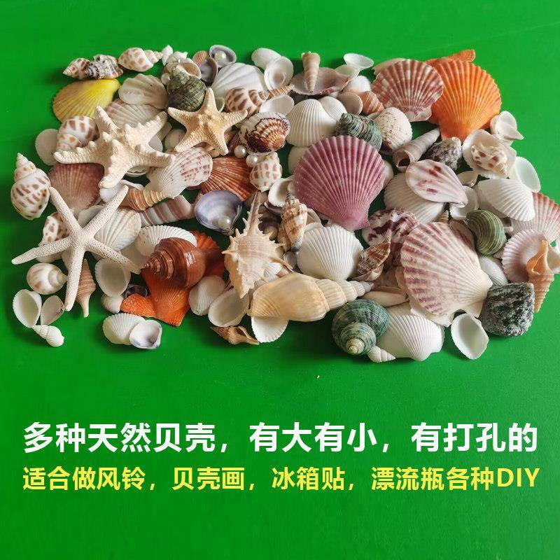 天然打孔海螺贝壳迷你小贝壳手工diy风铃挂件材料鱼缸造景摆件