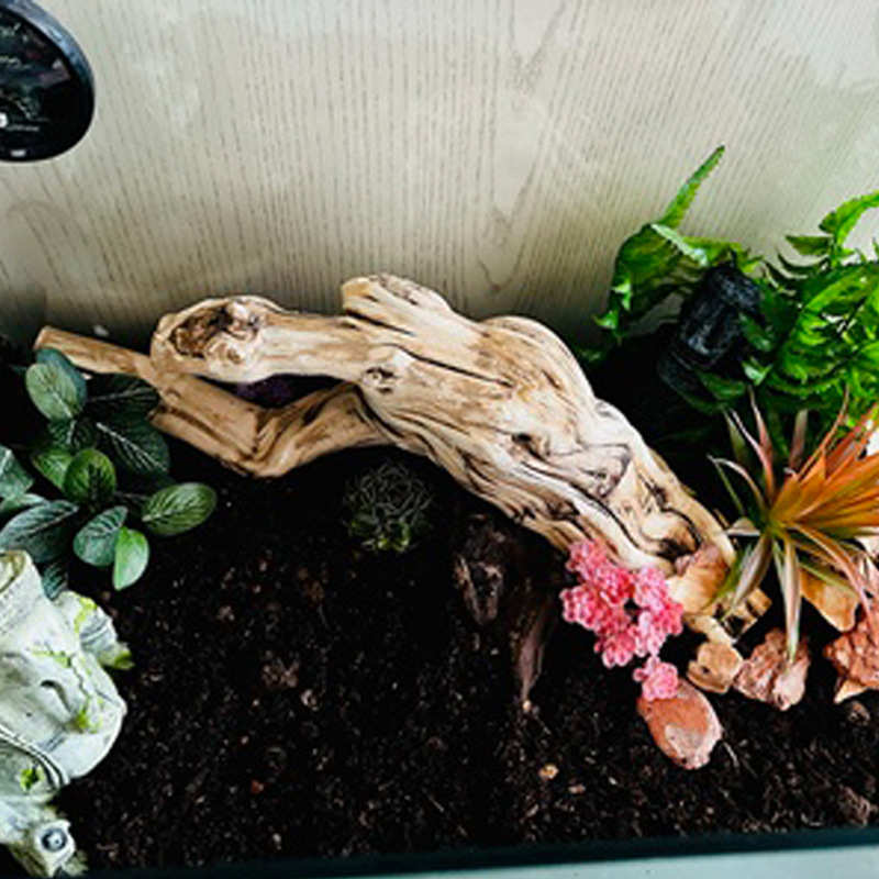爬宠造景木蛇睫角豹纹守宫箱鬃狮蜥蜴攀爬双冠晒台龙纹枯木树枝根