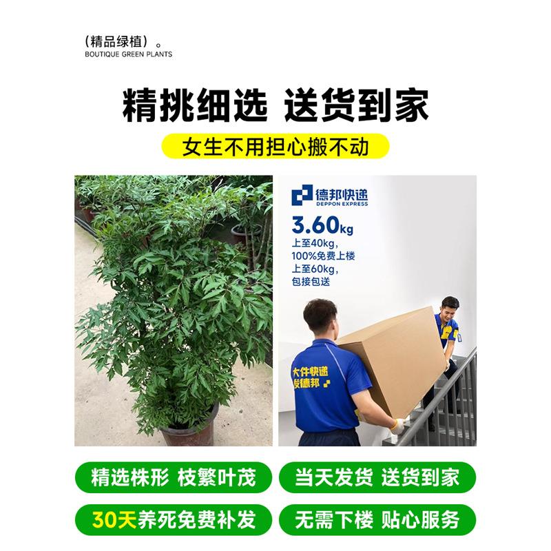 羽叶福禄桐盆栽室内客厅落地大号大型绿植盆景真树招财植物吸甲醛