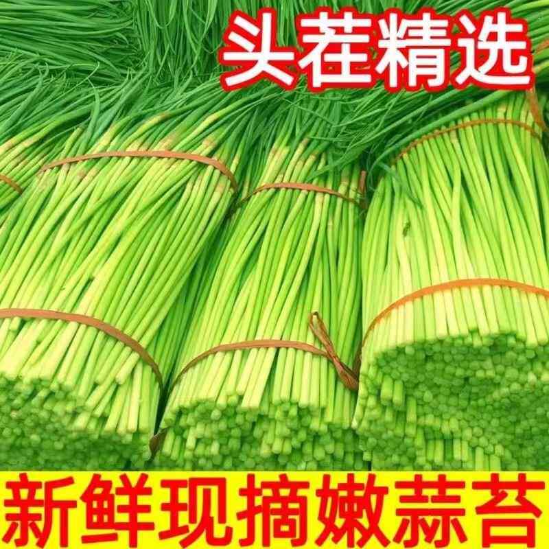脆嫩新摘头茬蒜苔新鲜蔬菜蒜薹现拔现发红帽蒜