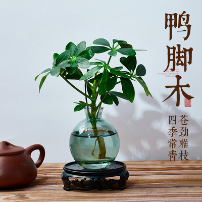 水培鸭脚木绿植盆栽办公室内桌面老桩植物盆景四季常青好养鸭掌木