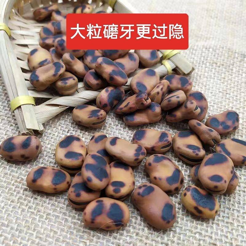 原味炒蚕豆湖南特产铁锅胡豆铁硬蚕豆熟小时候的味道休闲零食小香