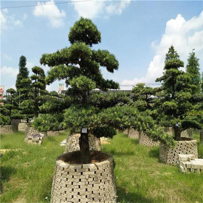 苗木基地直发罗汉松造型树庭院装饰迎客松多年生造型罗汉松园林