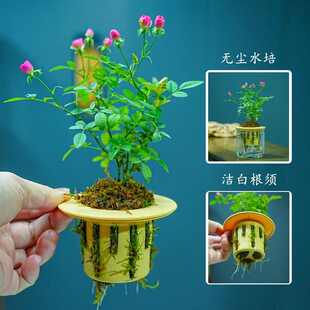 开花迷你桌面摆盆栽净化空气四季 带花苞水培超微月季 室内外阳台花