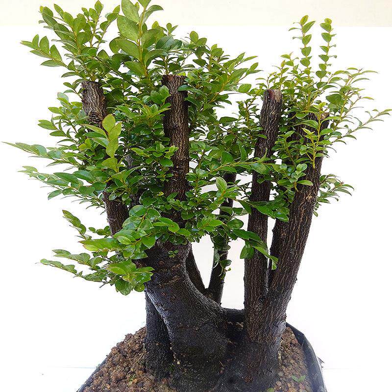 四季常植物 室内绿植 IXA除甲客醛 小紫檀盆景厅叶盆青栽树苗木老