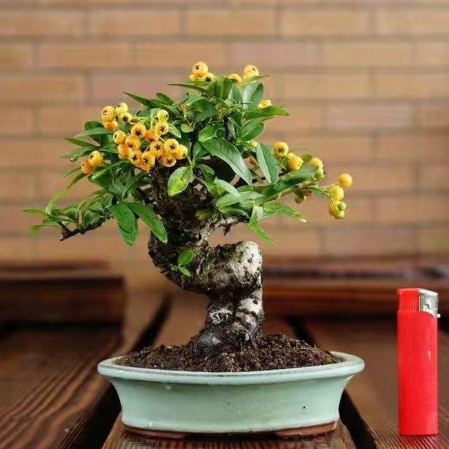 松柏火棘杂木【100-1000】造型盆景 品种规格齐全 一物一拍