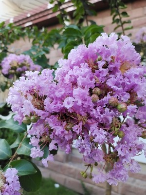 分析:评测vivo t1x怎么样真的后悔,彻底后悔吗? 分析:评测vivo t1x怎么样真的后悔,彻底后悔吗?