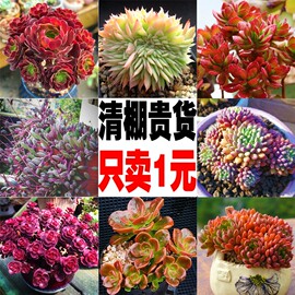 多肉植物组合盆栽小绿植花卉玉露大颗好养室内肉带盆老桩套餐