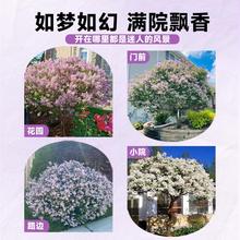 丁香花树苗四季花卉耐寒庭院地栽盆栽欧洲紫白色丛生浓香别墅大树