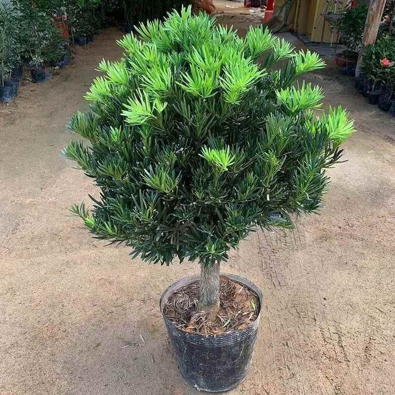 罗汉松树苗造型盆景球型植物庭院阳台室外耐寒绿植四季常青金钱松