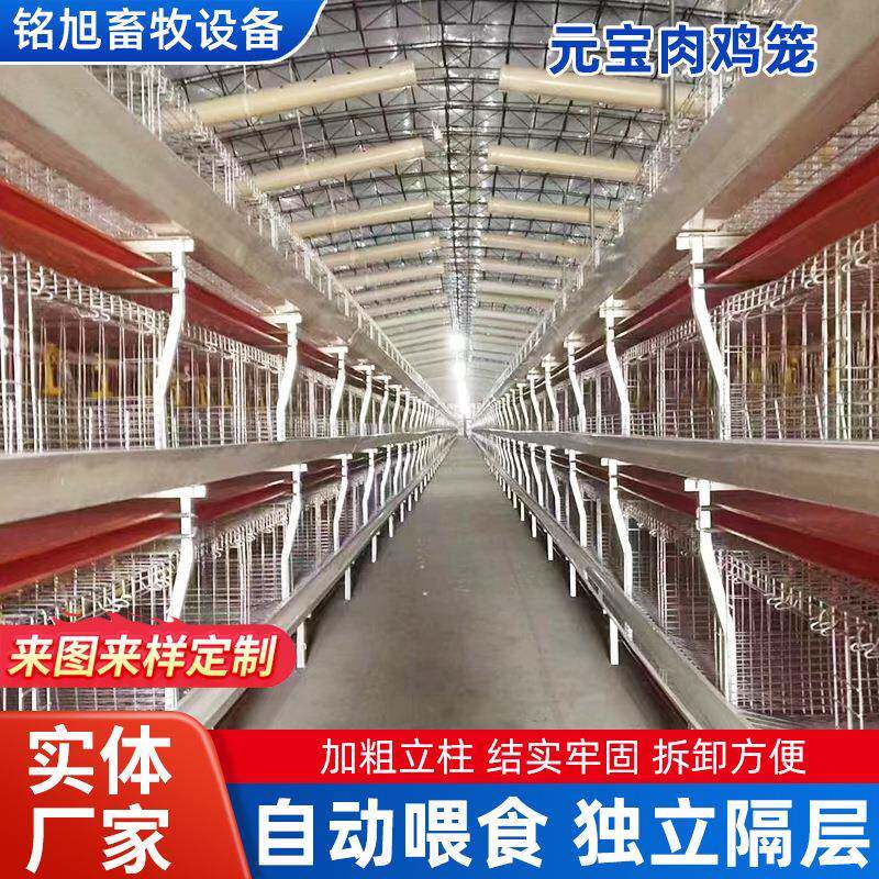 全自动喂食蛋鸡笼新款立体鸡笼鸡舍用框架式育雏笼养殖场专用笼具