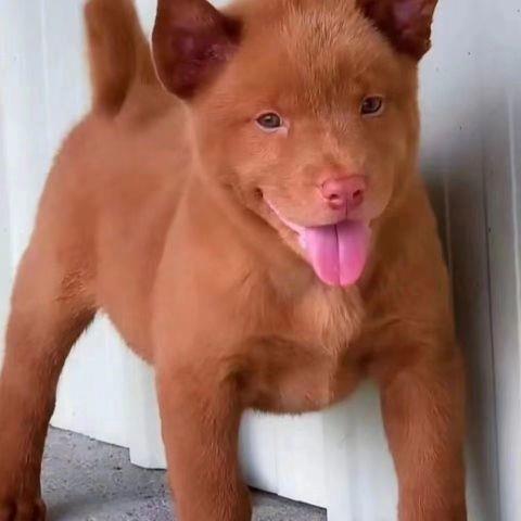 潮汕五红犬广西土猎犬家养虎头土狗大骨架小狗狗看家护院活体便宜