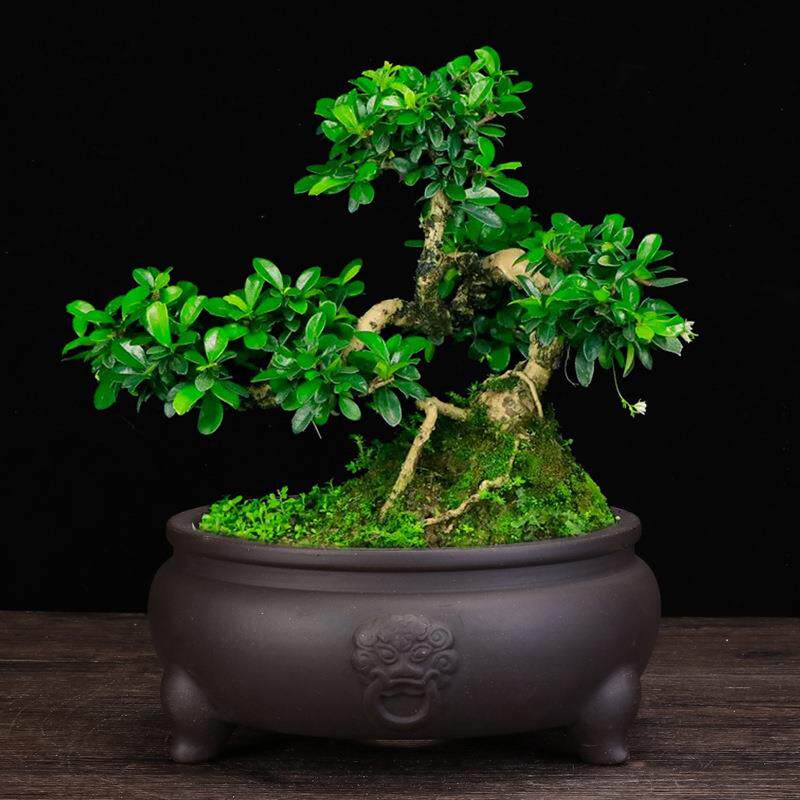 宜兴透气紫砂花盆圆形桌面创意盆景盆室内假山老庄多肉菖蒲盆