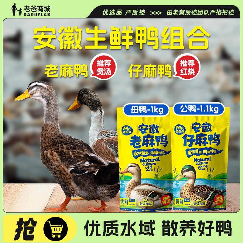 老爸评测鸭子老麻鸭仔麻鸭水域养殖水鸭整只鸭肉煲汤红烧