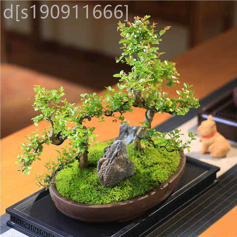 雀梅丛内林造型盆景室厅绿植庭四季好养客摆件院无品牌/植物办公