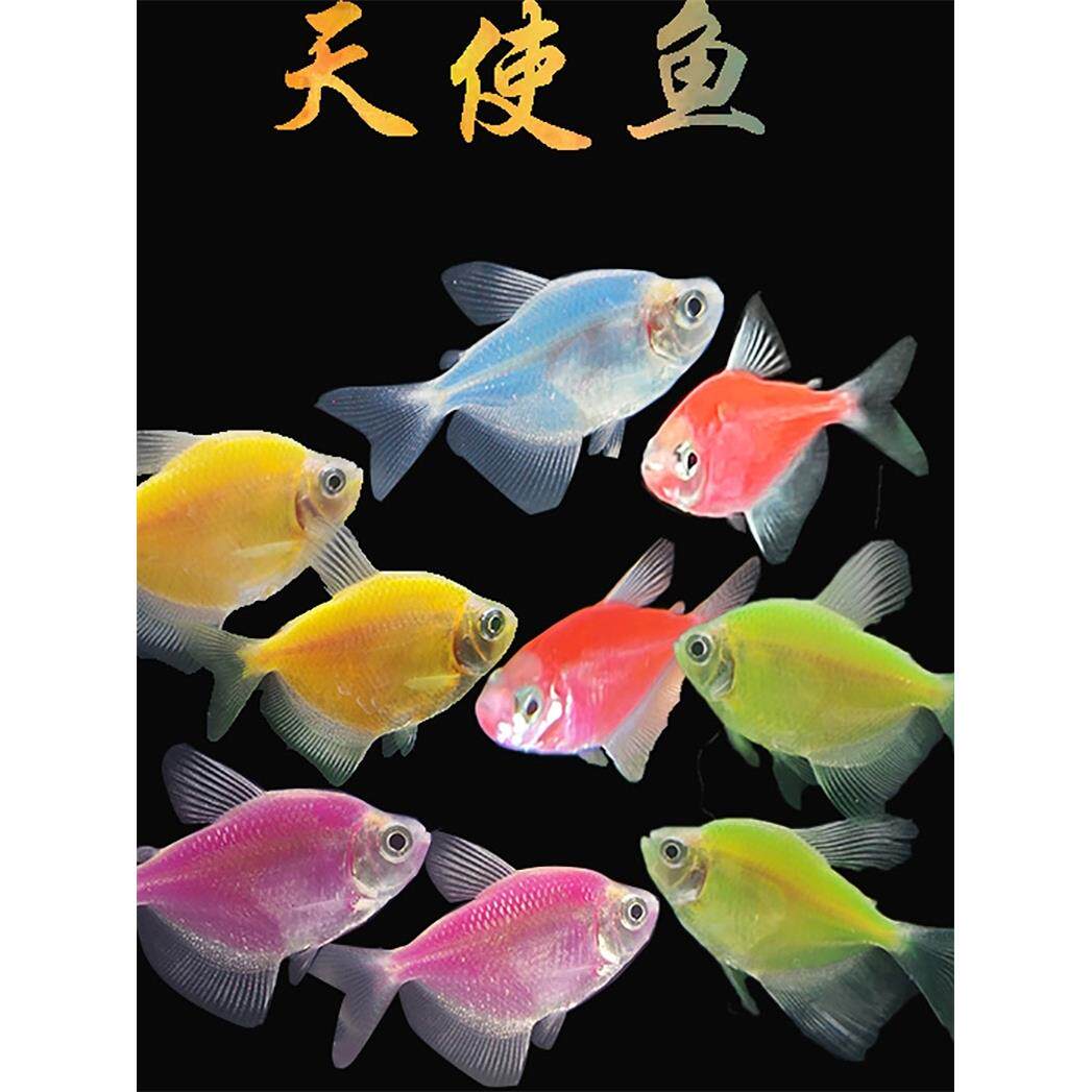 天使鱼柠檬黄金紫艳蓝莓苹果绿小型热带鱼观赏鱼淡水鱼活体宠物鱼