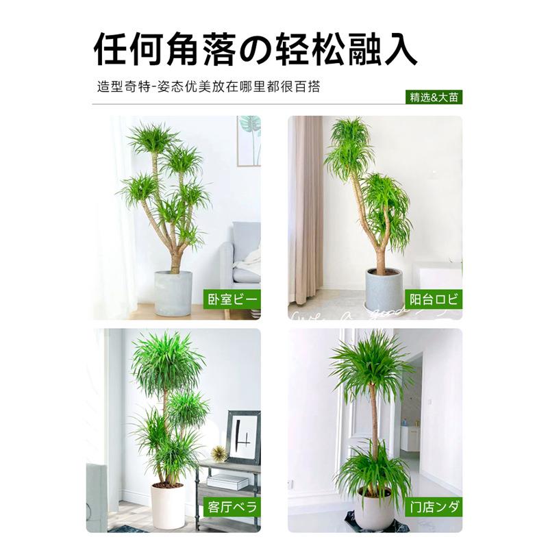 网红龙须树盆栽龙血树办公室客厅大型绿植轻奢室内植物多头龙铁树