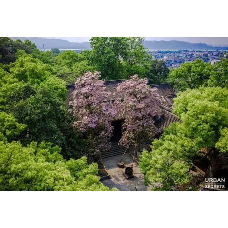 楸树苗金丝楸梧桐树木王观花树木花楸树梓树梓桐线楸庭院景观树种