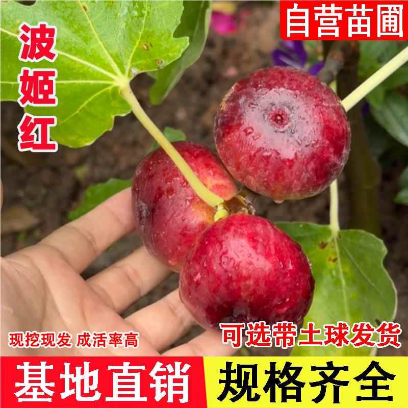 波姬红无花果树苗盆栽地栽无花果苗北南方耐寒庭院当年结果果树苗