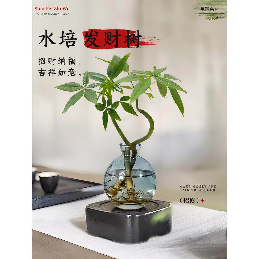 发财树小盆栽水培植物办公室内桌面绿植客厅摆件四季常青好养好看