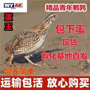 鹌鹑活鸟鸟活物青年活苗天天下蛋黄羽沙维散养鸡阳台宠物
