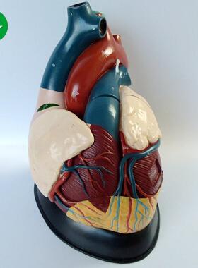 人体心脏解剖模型 5倍放大心脏模型 B超教学 彩超心内科教学模型
