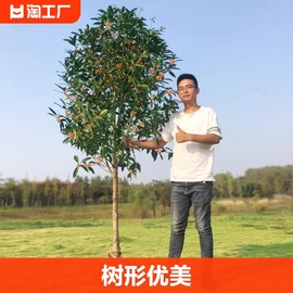 大型桂花树苗金桂丹桂，庭院别墅地栽浓香型，植物耐寒四季桂绿化阳台