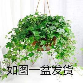 常春藤盆栽室内客厅吊篮花卉植物盆栽