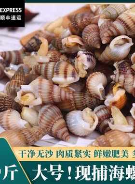海螺活海锥冷冻海瓜子熟冻海锥大号麻辣海螺丝新鲜螺丝海鲜