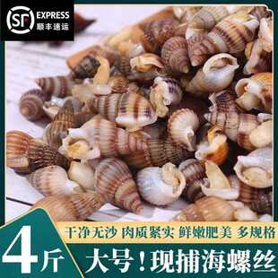 海螺活海锥冷冻海瓜子熟冻海锥大号麻辣海螺丝新鲜螺丝海鲜