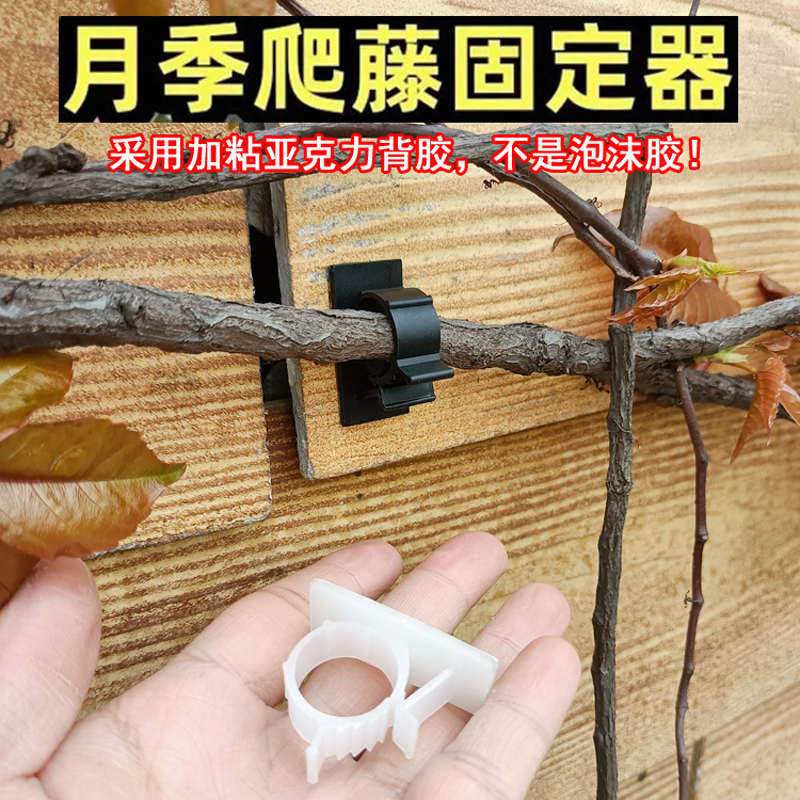 月季固定器爬藤夹子蔷薇藤蔓花枝卡扣园艺绿植上墙牵引辅助黏胶贴